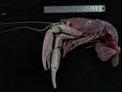 Image of lobster