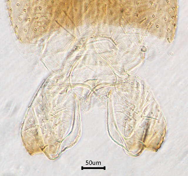 Image of Rheopelopia