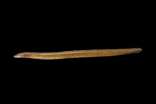 Image of freshwater eels