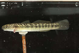 Image of Sicyopterus