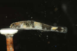 Image of Schismatogobius