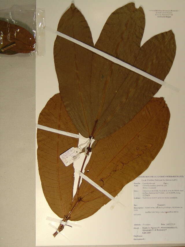 Image of Gilbertiodendron