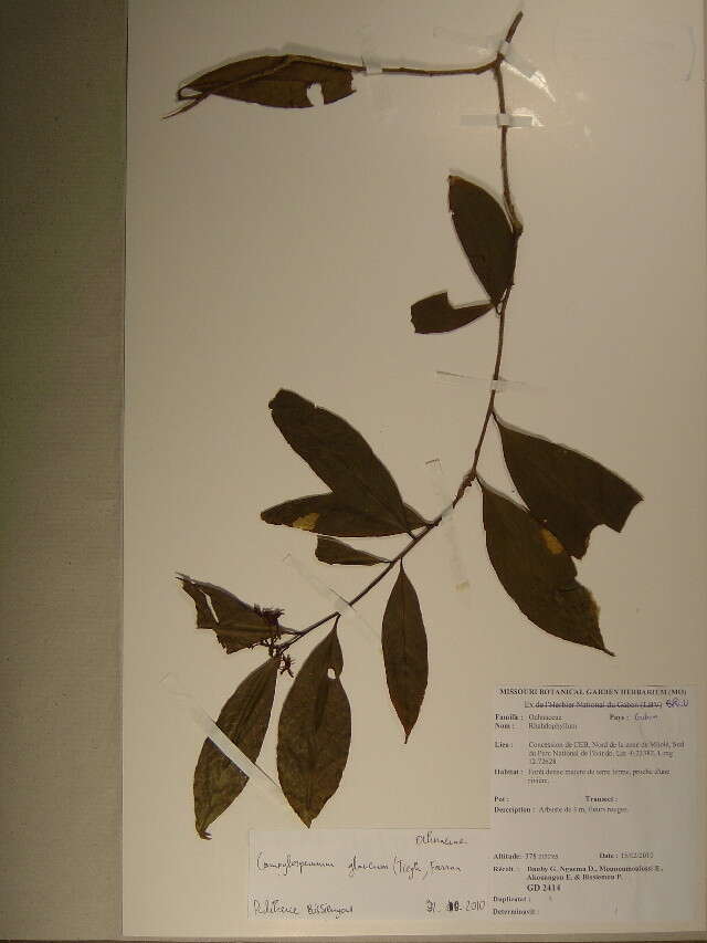 Image of Campylospermum