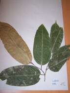 Image of Huaceae
