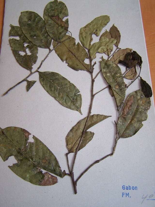 Image de Peridiscaceae