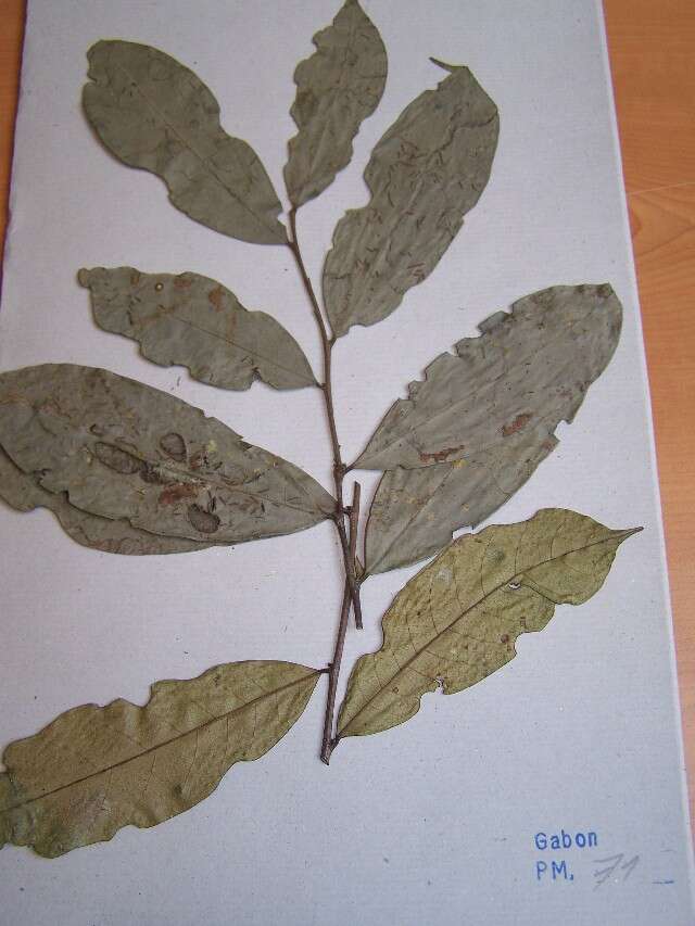Image of Peridiscaceae