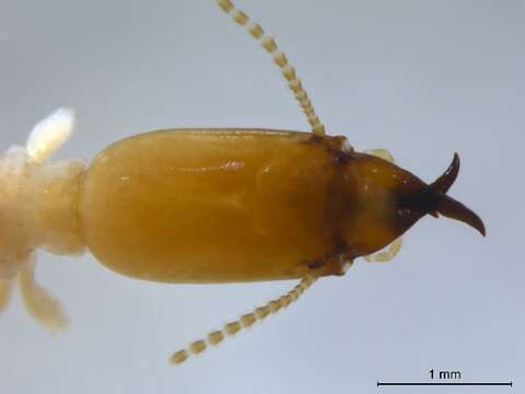 Image of Stolotermitidae