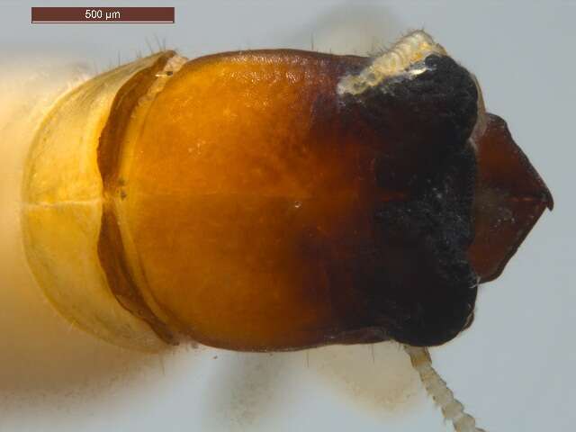 Image of drywood termite