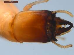 Image of drywood termite