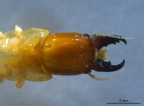 Image of Damp-wood Termites