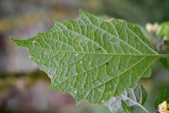 Image of groundcherry