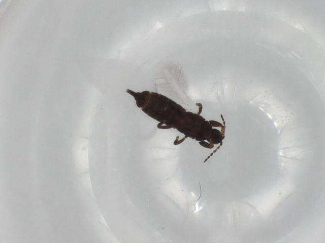 Image of Liothrips