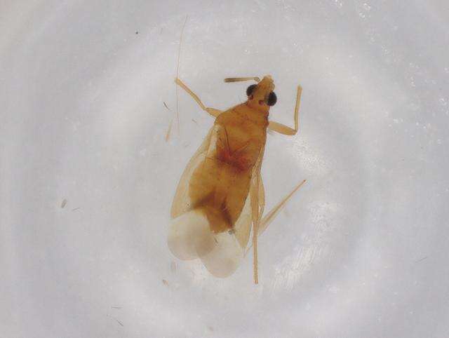 Image of Lyctocorinae