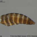 Image of Dendrothrips