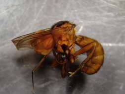 Image of Sicus