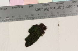 Image of ulota moss