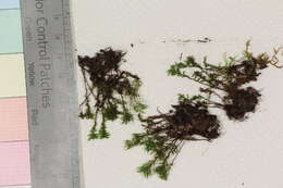 Image of mnium calcareous moss