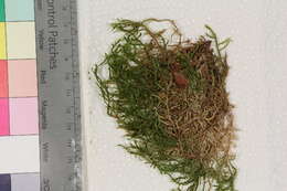 Image of Brachythecium moss family