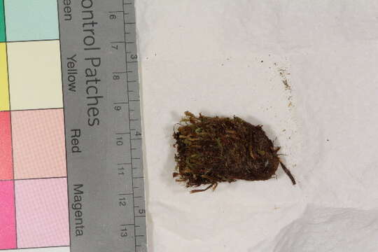 Image of mnium calcareous moss