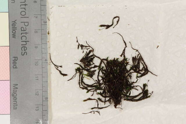 Image of schistidium moss