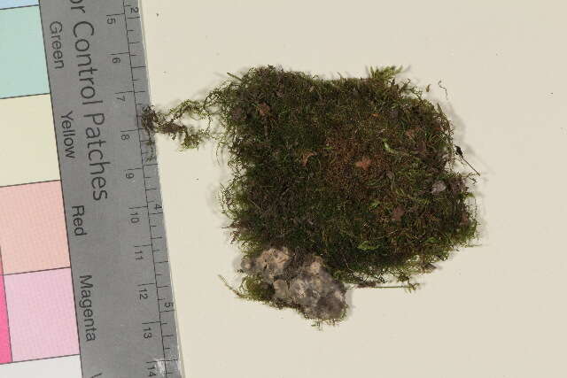 Image of eurhynchium moss
