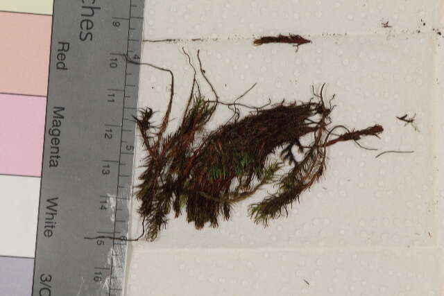 Image of polytrichastrum moss
