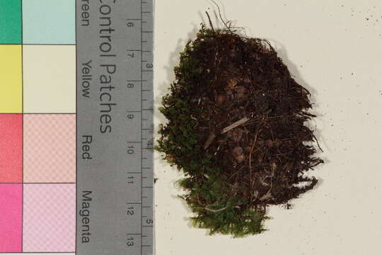 Image of mnium calcareous moss