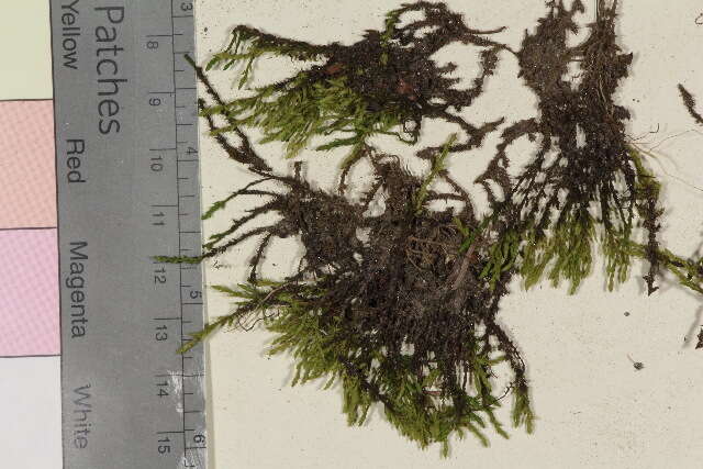 Image of racomitrium moss