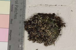 Image of racomitrium moss