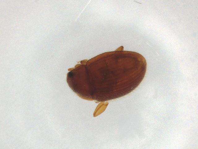 Image of well polished beetles