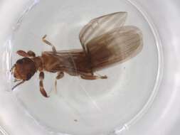Image of Oligotomidae