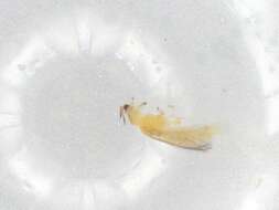 Pseudodendrothrips resmi