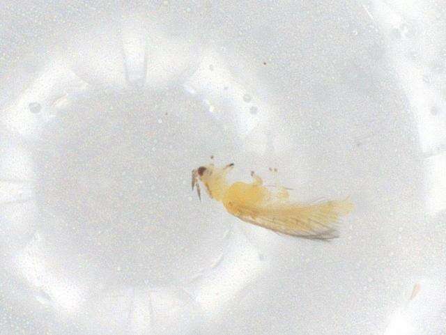 Pseudodendrothrips resmi