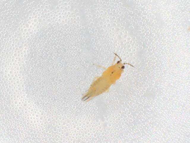 Pseudodendrothrips resmi