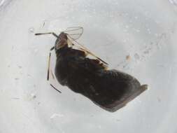 Image of Proboscidocoris