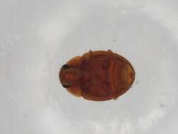 Image of well polished beetles