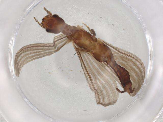 Image of Oligotomidae