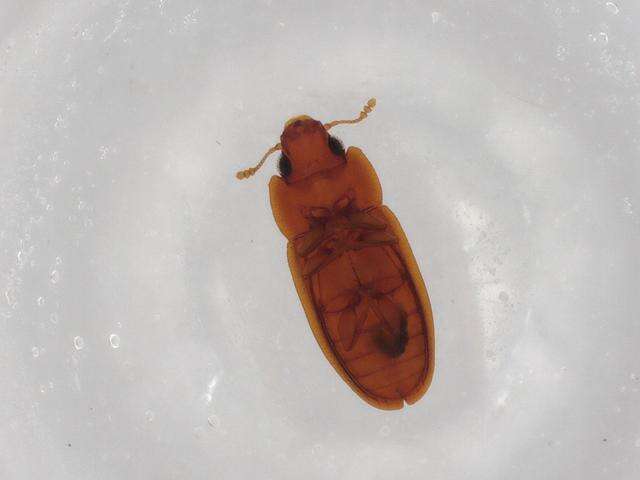 Image of Carinophloeus