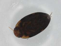 Image of Noterinae