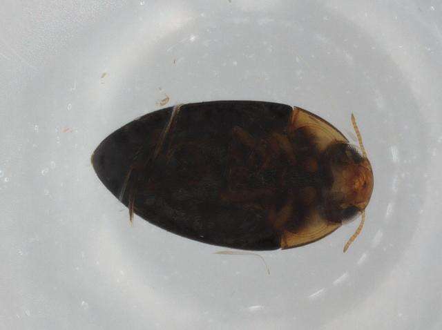 Image of Noterinae