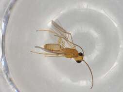 Image of Parachremylus