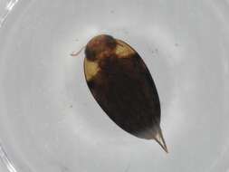 Image of Noterinae