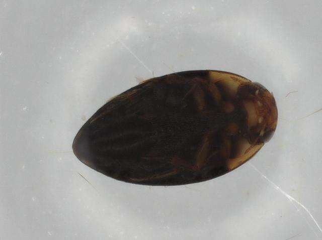 Image of Noterinae