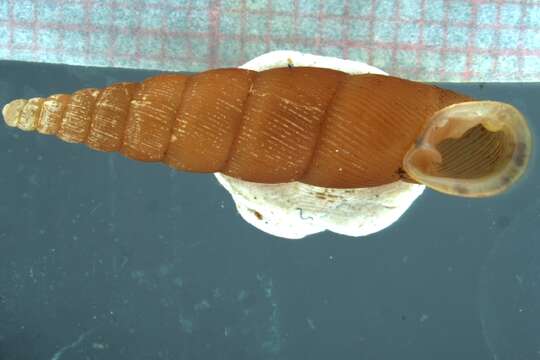 Image of Stereophaedusa