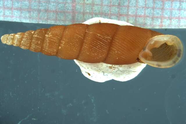 Image of Stereophaedusa