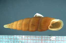 Image of Stereophaedusa