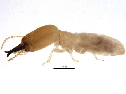 Image of Syntermitinae