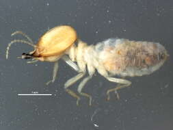 Image of Dead Leaf Mantises