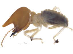 Image of Syntermitinae