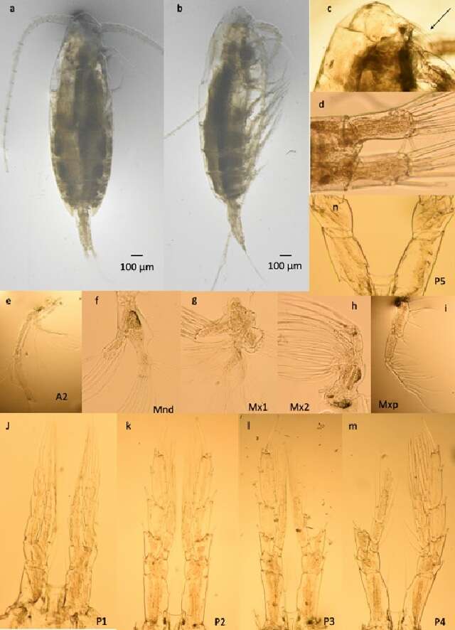 Image of Calanoides Brady 1883